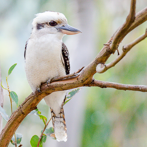 Oiseaux d'Australie