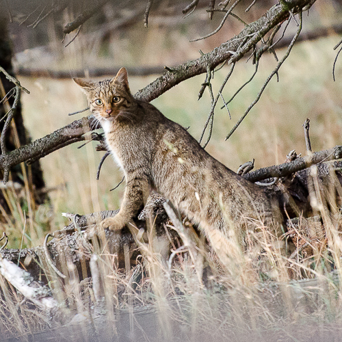 Chat sauvage à la fenêtre