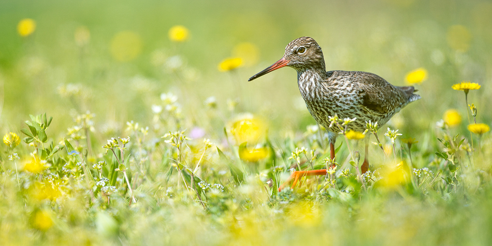 Oiseaux des étangs