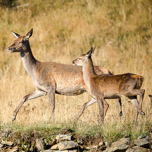 Biches au fil des saisons