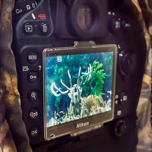 Film Faune sauvage des Pyrénées