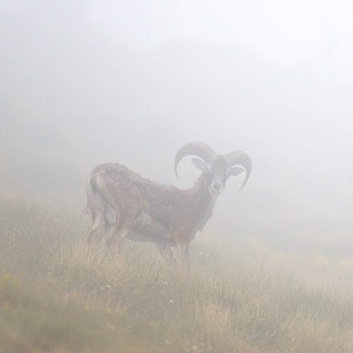 Le mouflon pyrénéen