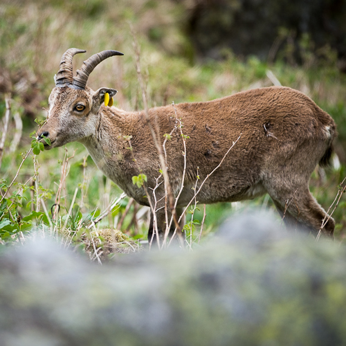 Bouquetin ibérique dans les Pyrénées