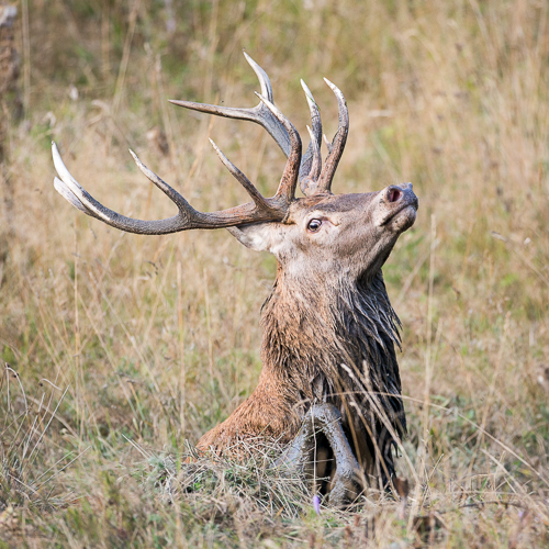 Une année avec les cerfs et chevreuils des Pyrénées