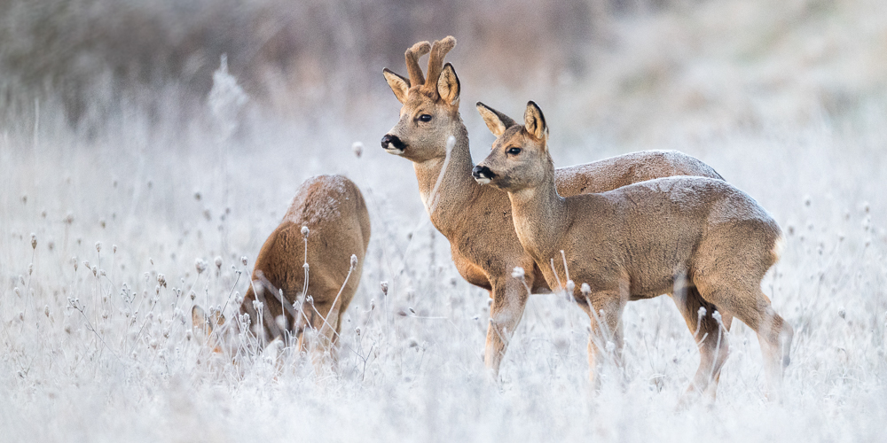 Chevreuils d'hiver