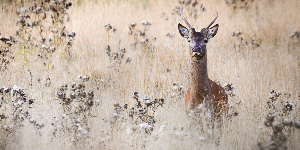 Daguets et jeunes cerfs pyrénéens