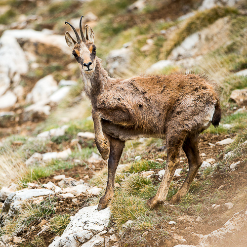 Isard, montagnard des Pyrénées