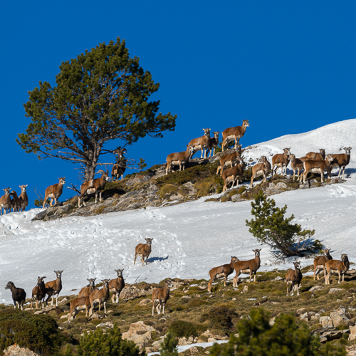 Rut du mouflon pyrénéen