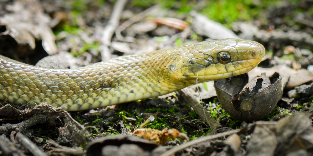 Rencontre avec les reptiles