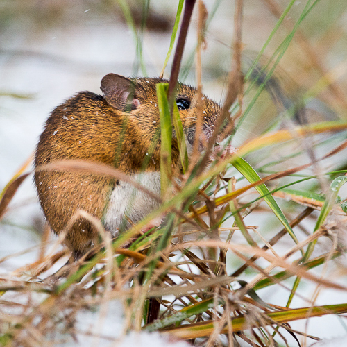 Billebaude dans les Pyrénées