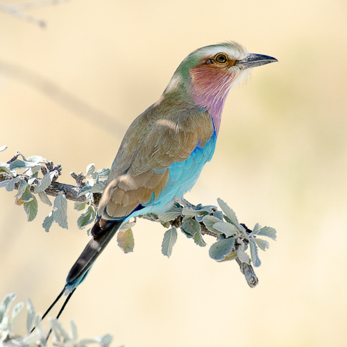 Oiseaux d'Afrique Australe