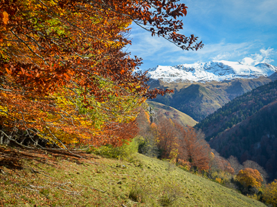 Flamboyantes forêts