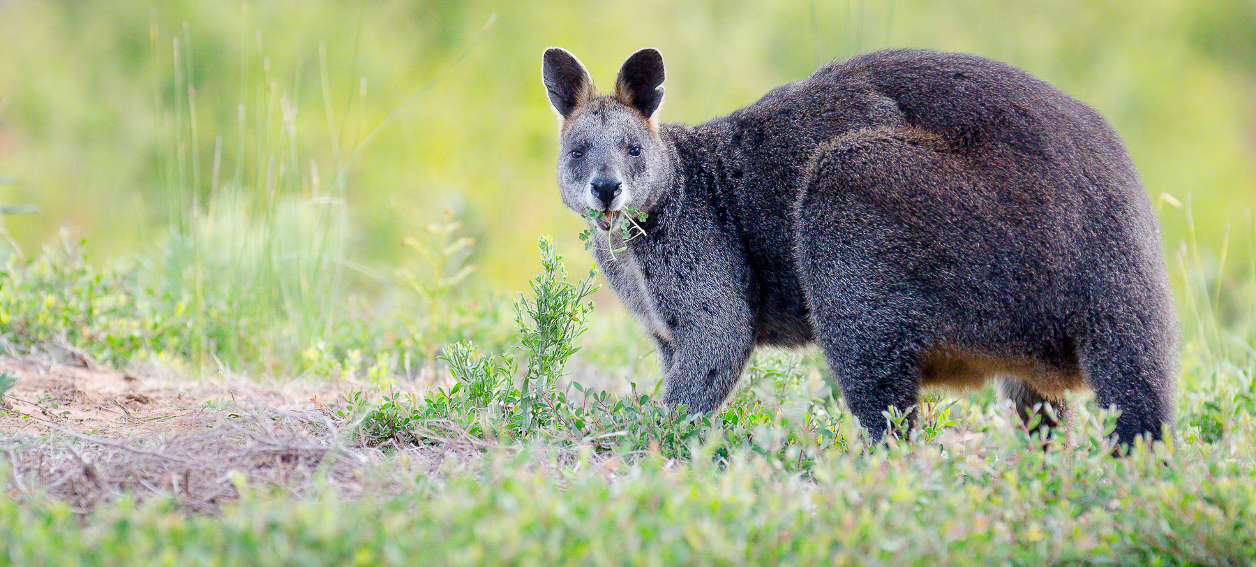 Le repas du wallaby