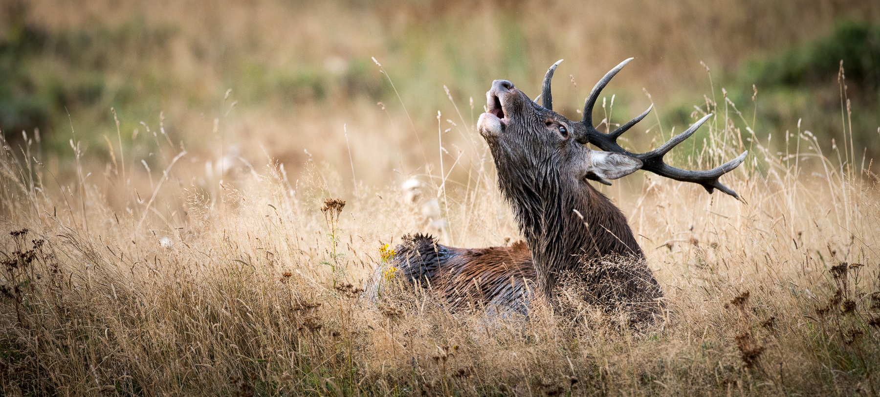 Brame du cerf 2018 dans les Pyrénées